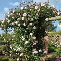 Atelier jardin : taille des rosiers