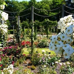 Atelier jardin : La Roseraie Coloma