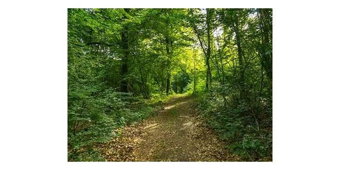 Atelier jardin : Connaissez-vous le Roodkloosterbeek ?