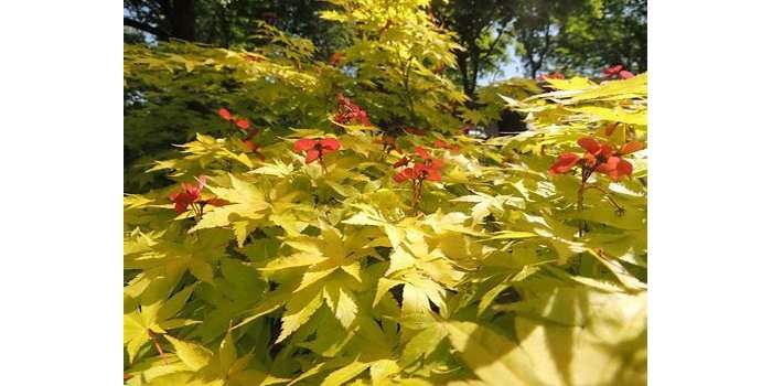 Atelier jardin : visite d'un jardin privé