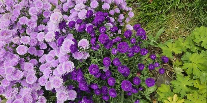 Atelier jardin : Un jardin en ville