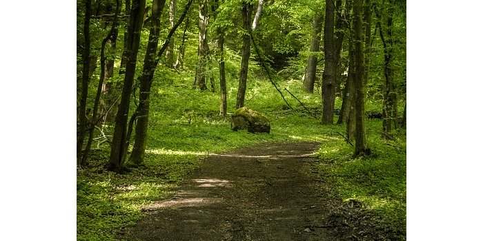 Club des Jeunes Femmes : Marche en forêt de Soignes