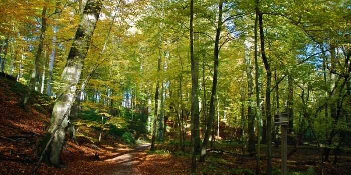 Marche en Forêt de Soignes