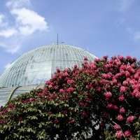 Visite des serres de Laeken