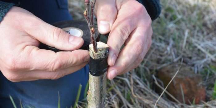 Atelier pratique : la greffe des fruitiers
