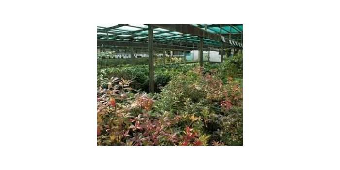 Entretien avec monsieur Coquette, garden center Coquette 