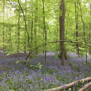 Bois de halle avec marche de bruxelles