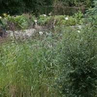 Atelier jardin Visite du Jardin des Plantes Médicinales