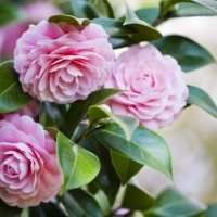 DECOUVERTE DES CAMELIAS EN FLEURS DU JARDIN PRIVÉ 'T HEIKE HOF À BEERSEL