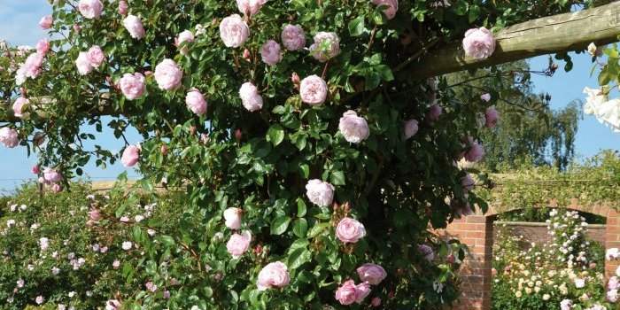 Atelier jardin : taille des rosiers