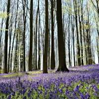 Club des Jeunes Femmes : Floraison de jacinthes sauvages au Bois de Hal