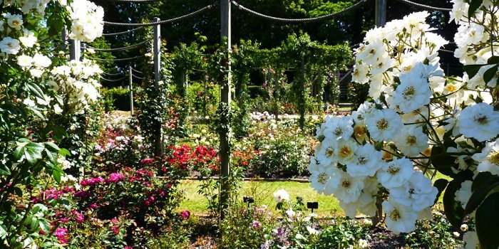 Atelier jardin : La Roseraie Coloma