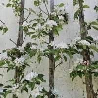 Atelier jardin : Un jardin de ville